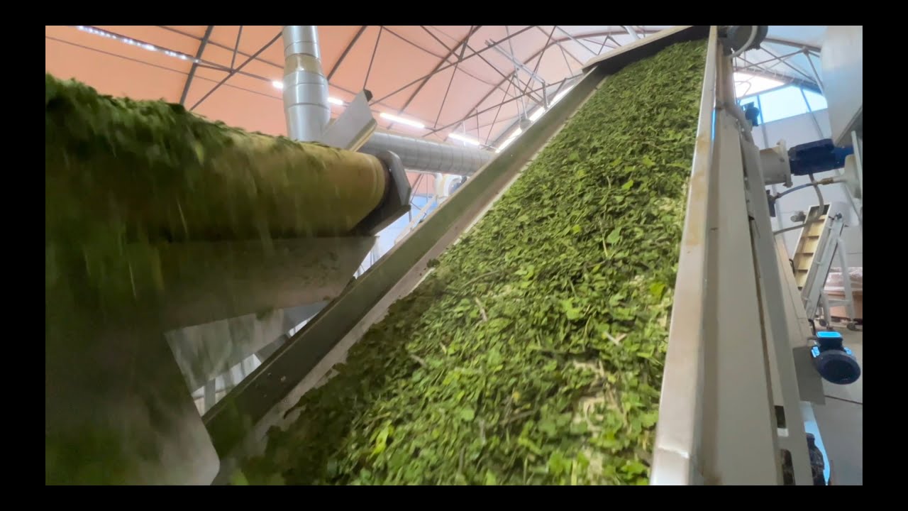 Processing line for threshing, rebling and separation - processing of Mallow