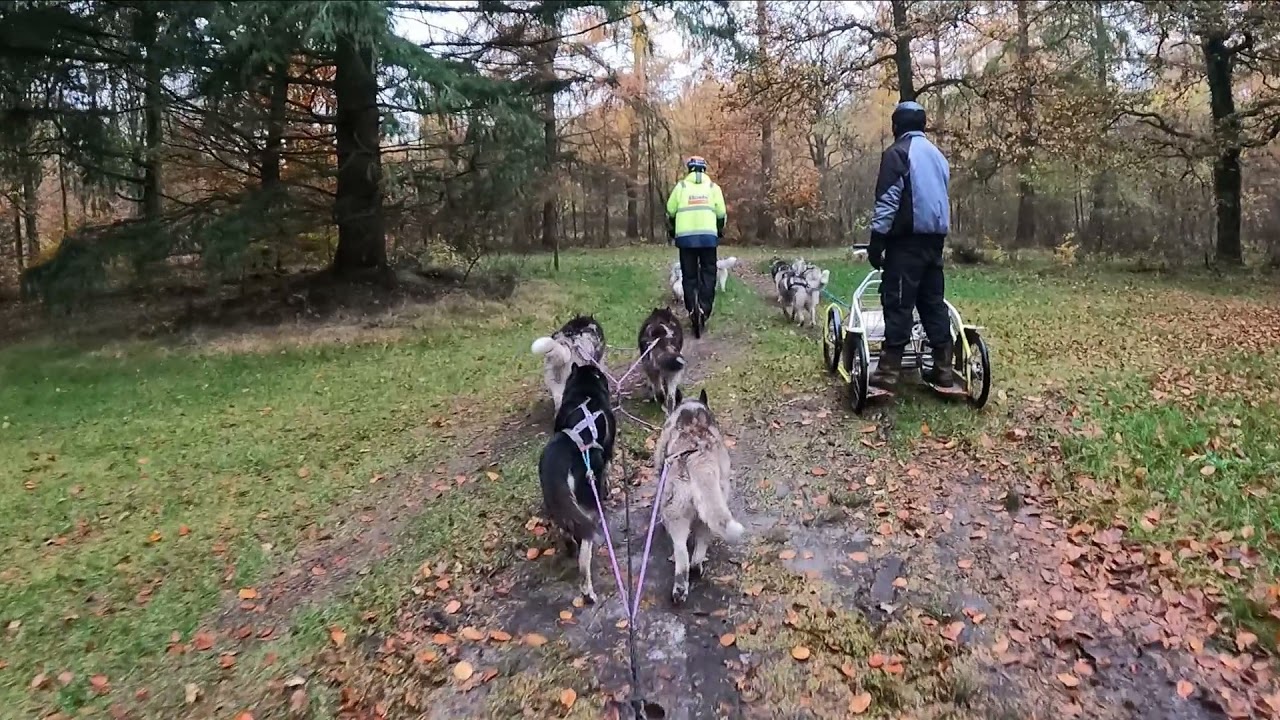 Mushing on Wheels DRYLAND SLED DOG  HUSKY Training Gasselte Netherlands November 2021