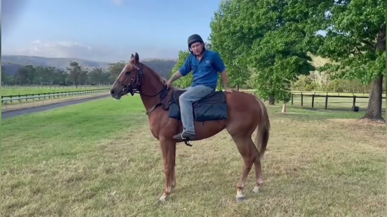 Видео кобылы Hanseatic x Mrs Whitten