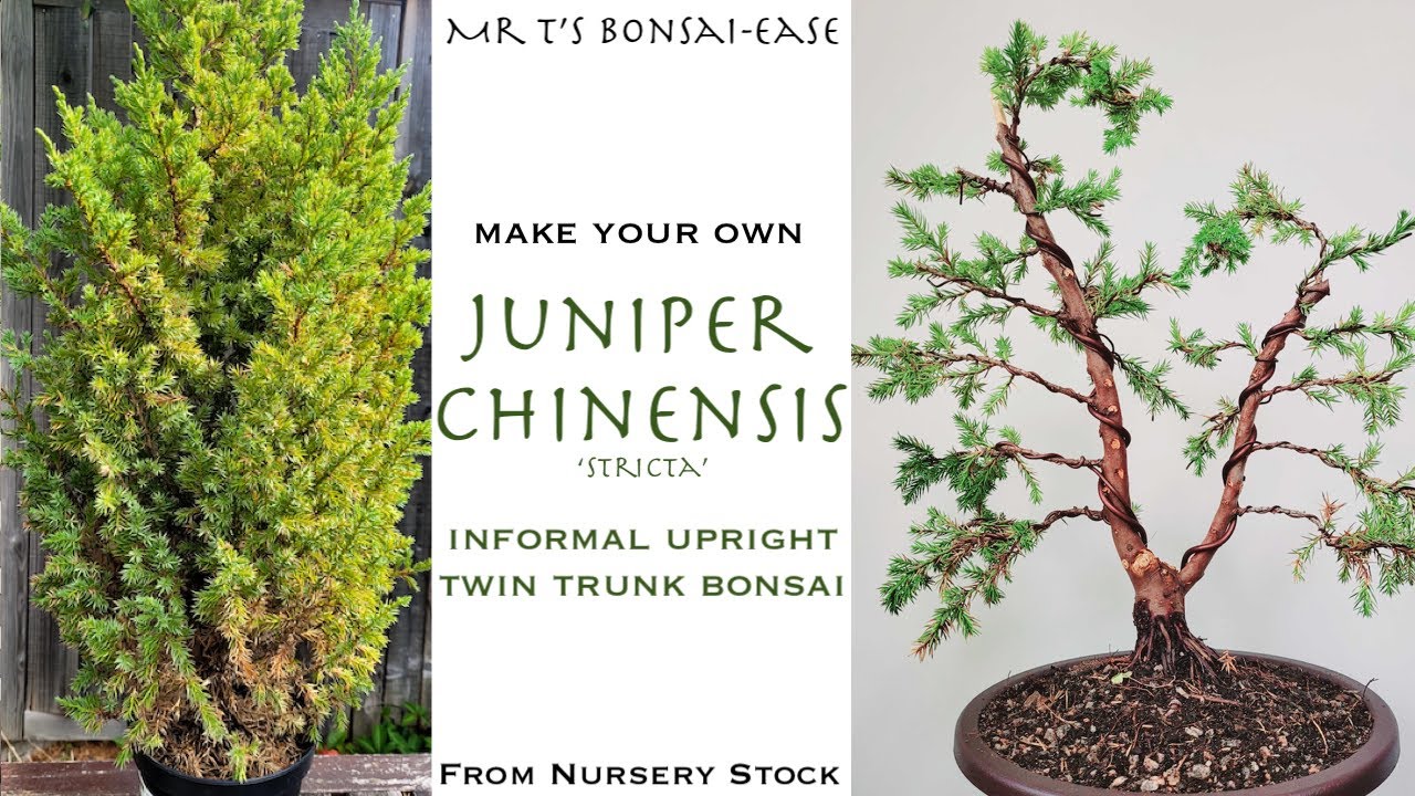 Juniper Chinensis Stricta - TwinTrunk Bonsai from Nursery Stock