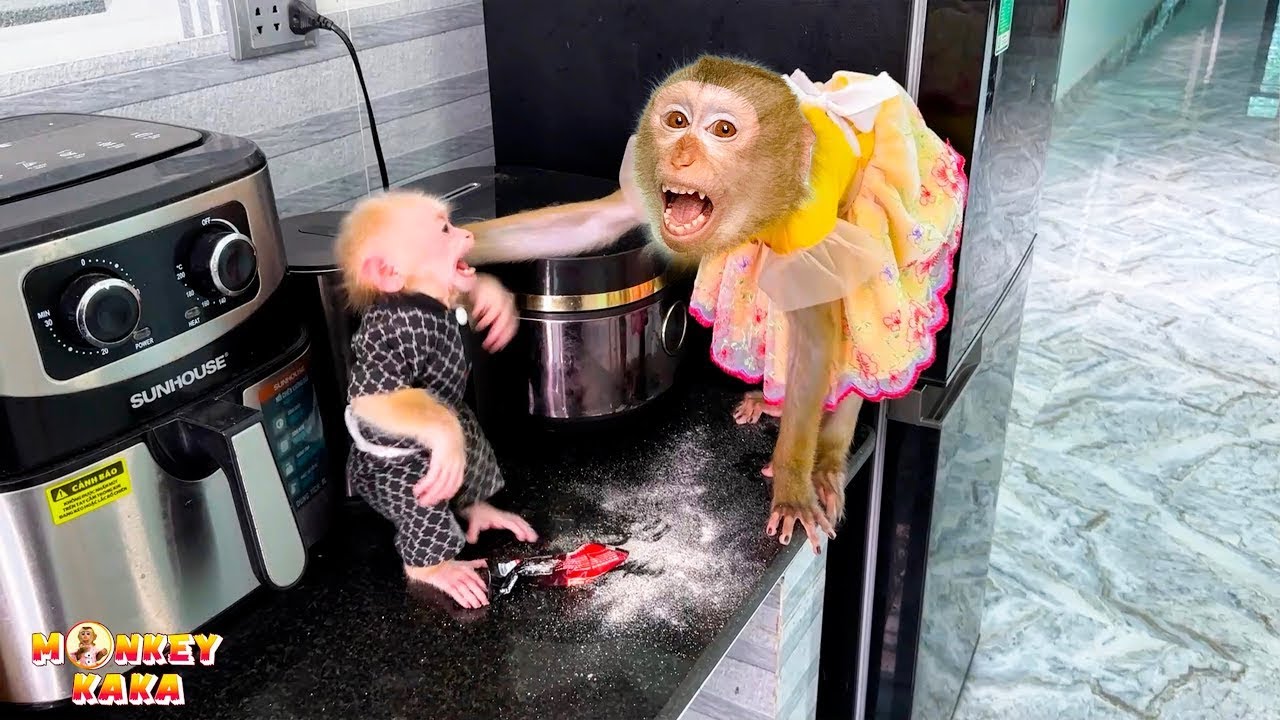 Monkey Kaka prevents Monkey Mit from chewing up the coffee packet.