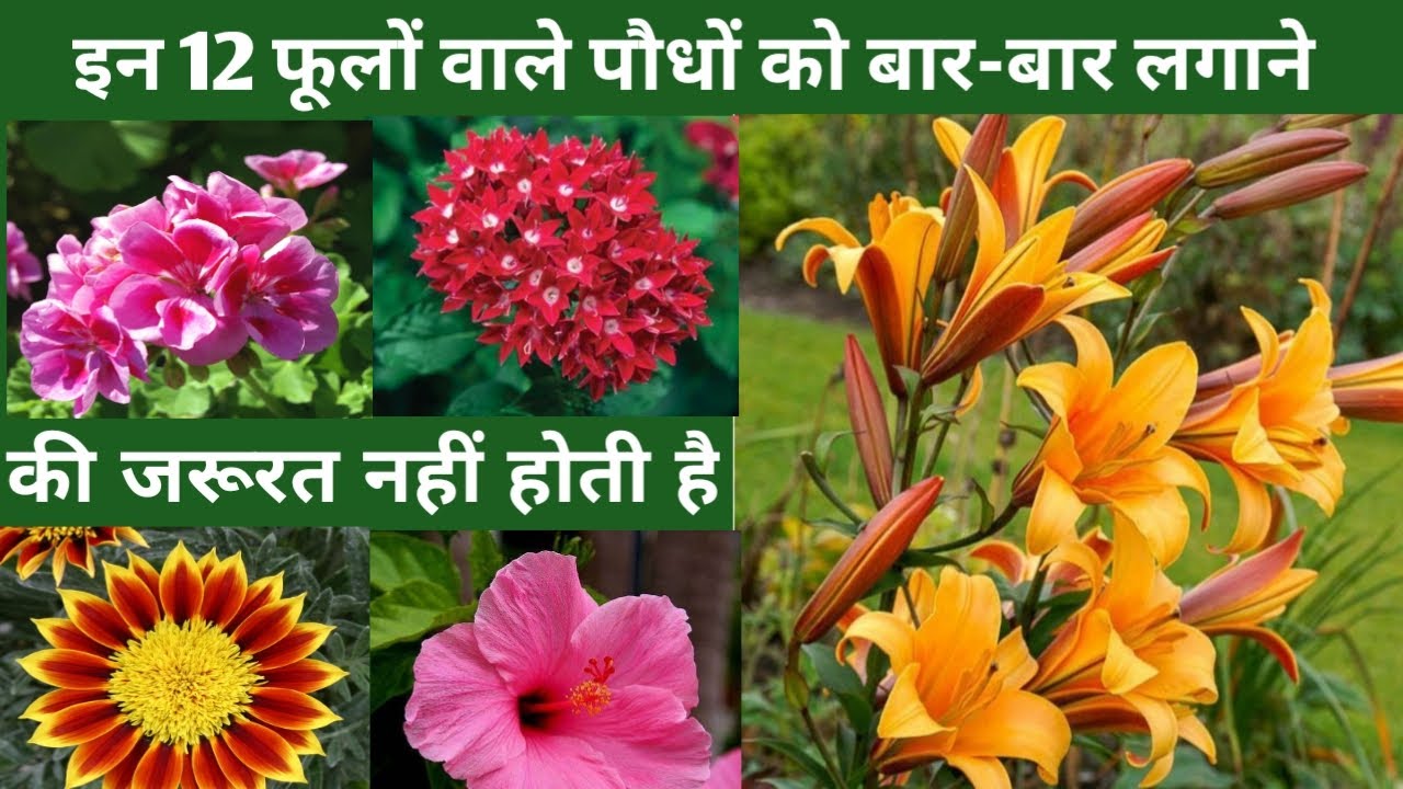 Permanent Flowering Plants in India/ऐसे फूलों वाले पौधें जिन्हें बार-बार हर साल नहीं खरीदना पड़ता