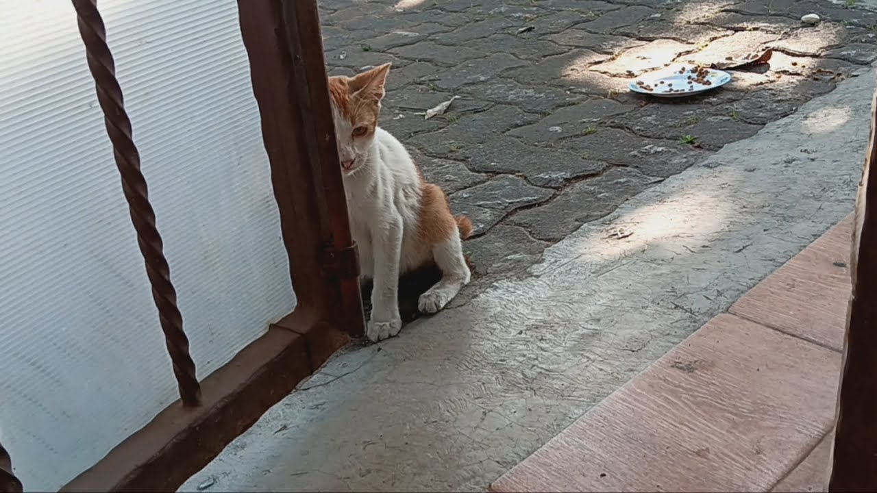 Kucing lapar malah diajak main