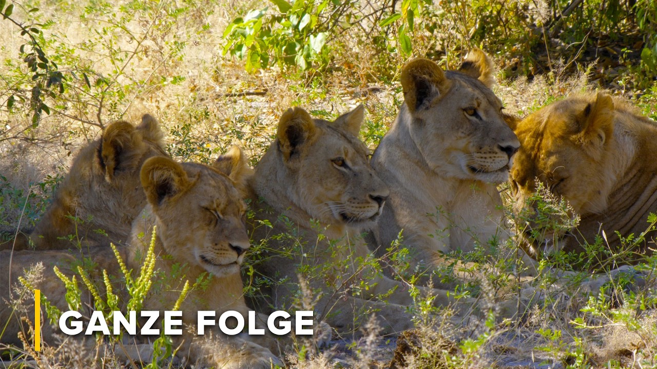 Überleben im Sumpf: Pflanzenfresser & Jäger im Okavango | Afrika: Wilder Horizont 103