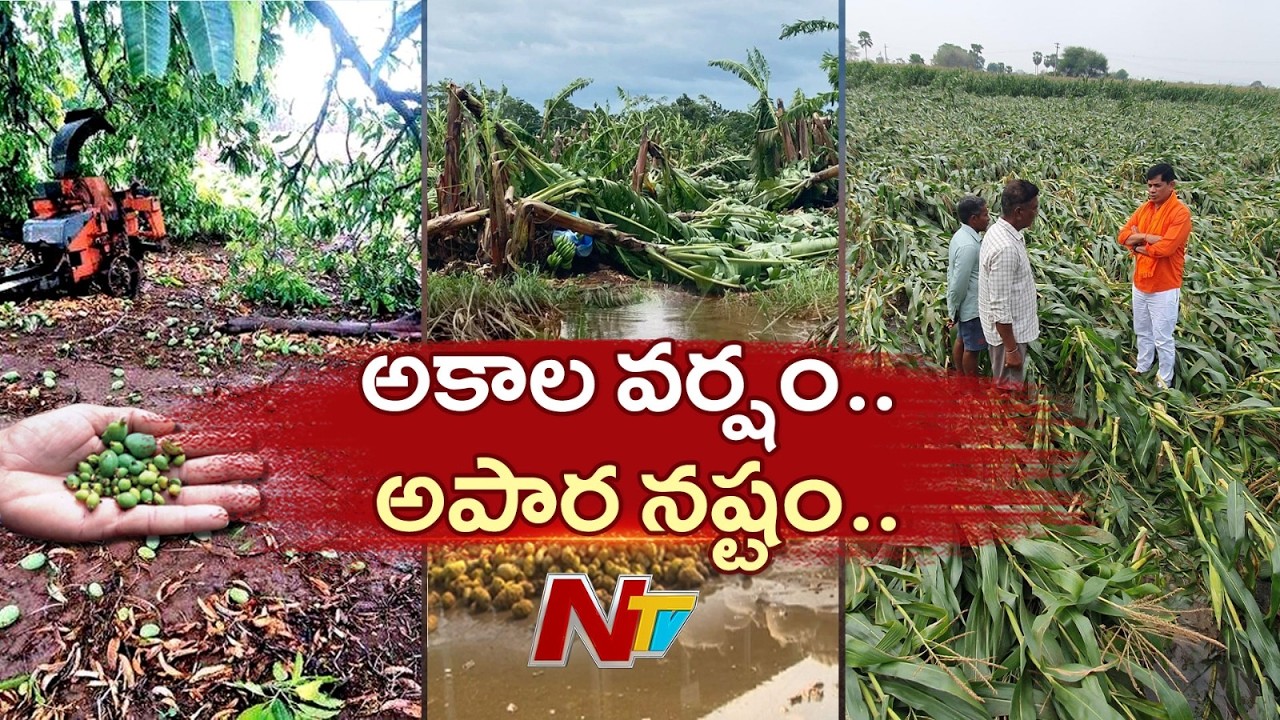 అకాల వర్షాలతో పంటలు నాశనం | NTV Telugu