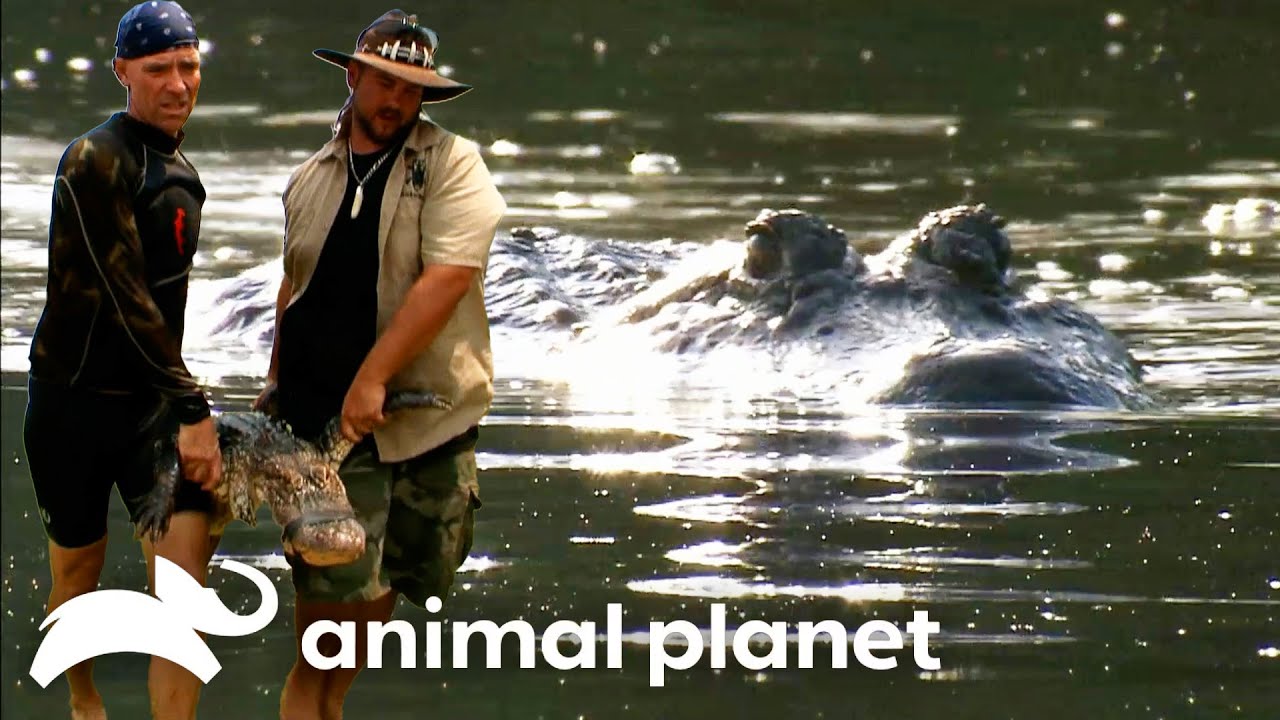 Killer Croc at the Dock! | Gator Boys | Animal Planet
