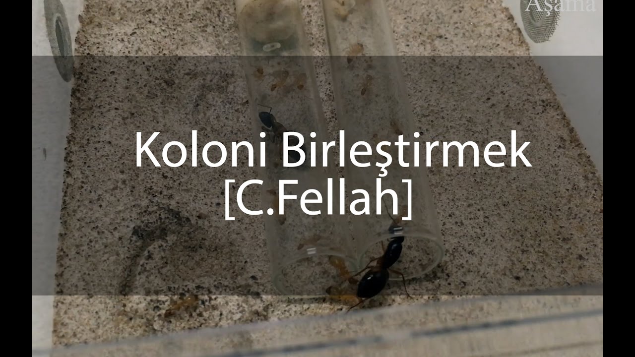 İki koloniyi birleştirmek durumunda kaldım;
