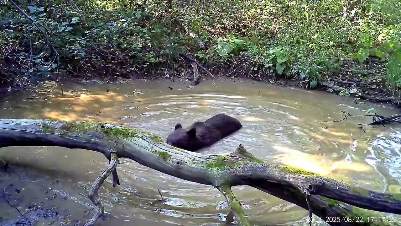 The moose hung a haystack on its antlers and went blind. Bears are swimming in the forest.