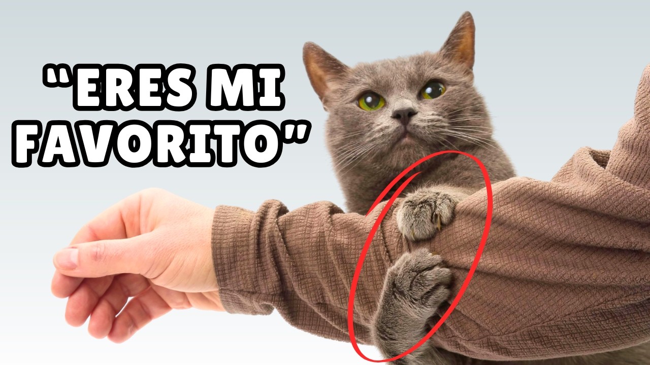 10 SEÑALES sutiles de que eres el humano FAVORITO de tu gato 💞
