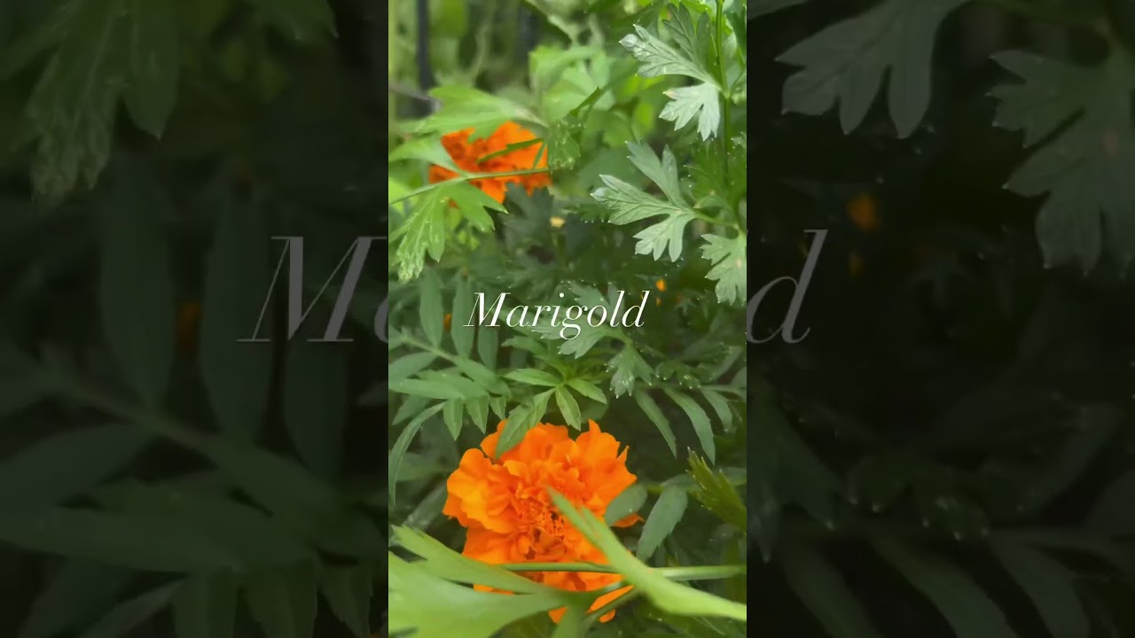 Easy Companion Planting for Tomatoes #gardeningtips #summergarden #garden