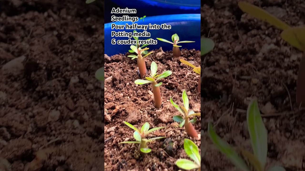 #adenium #plants Pour halfway into the potting media & results
