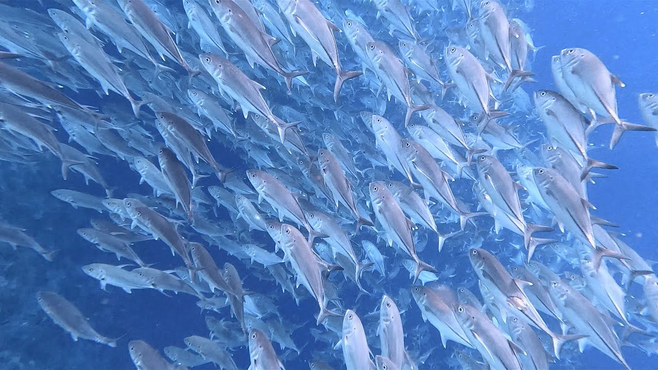 #Eps 131 Spearfishing Di pulau MENUI || Banyak Ikan Monster Dan Di TERJANG BADAI Saat pulang # PART1