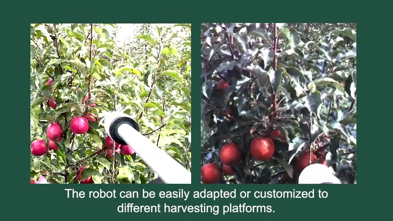 Harvesting Apples In 2025
