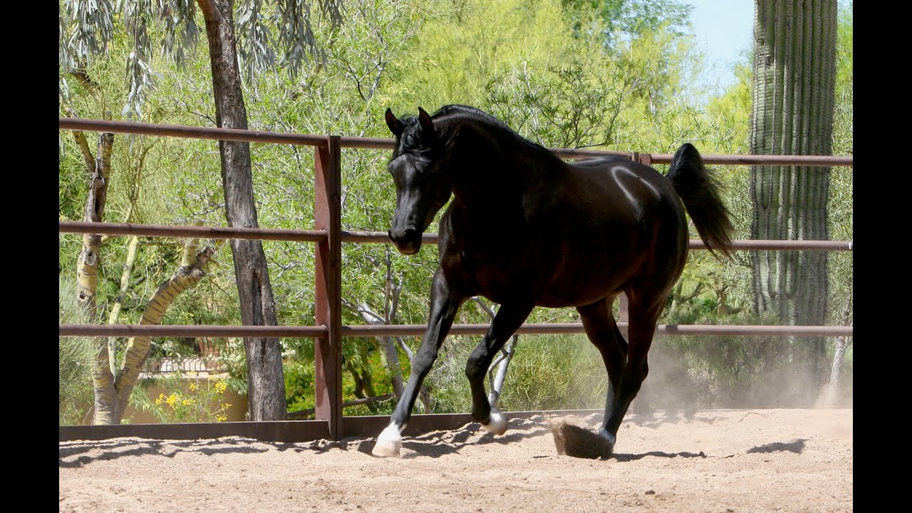 AZPIN EMBER - 2020 Black Straight Egyptian Arabian Mare