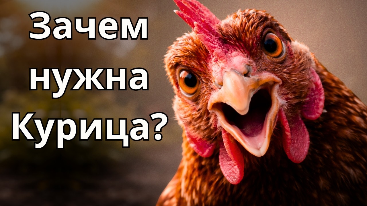 Что будет, если исчезнут курицы? 🐔😱