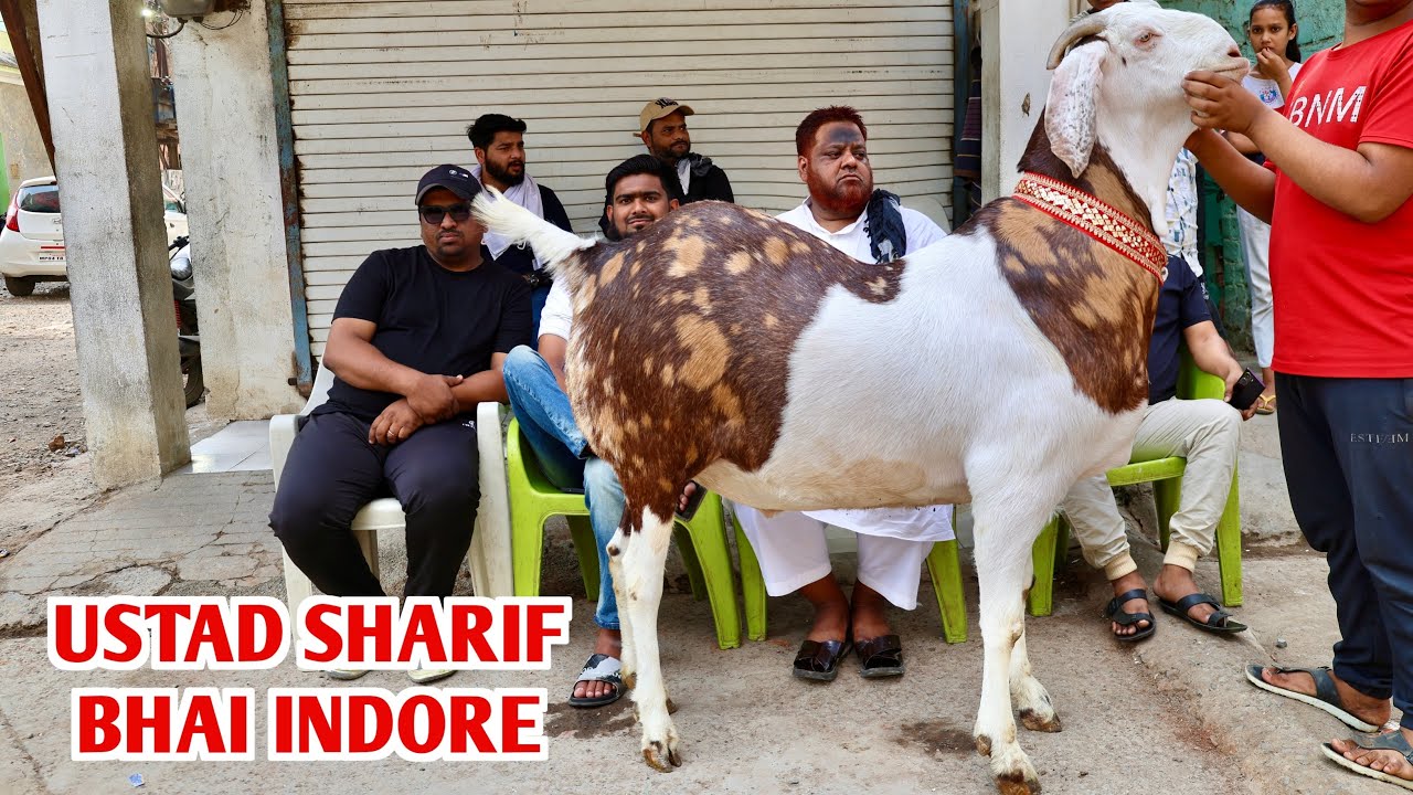 Big Khassi Goat Full Quality Wala At Ustaad Sharif Bhai’s Home