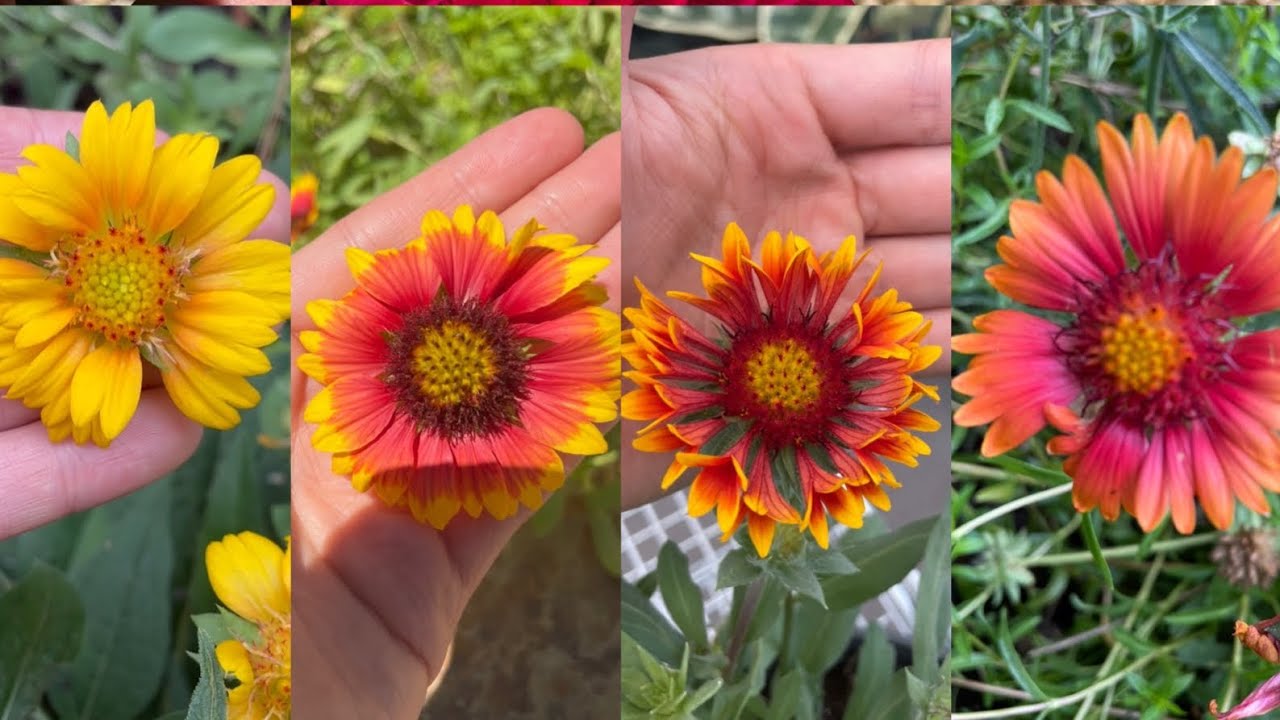 How to harvest blanket flower seeds quick and easy collect seed with petrabaye
