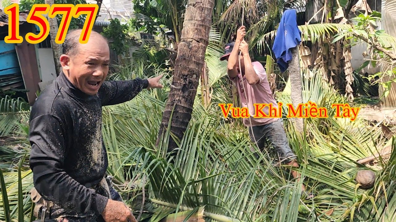 Vì sao Vua Khỉ Miền Tây nổi giận khi đang cưa cây Dừa nghiêng? (1/2) Cutting coconut trees