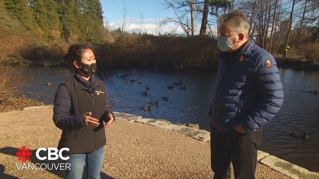 Why coyotes are biting joggers in Stanley Park