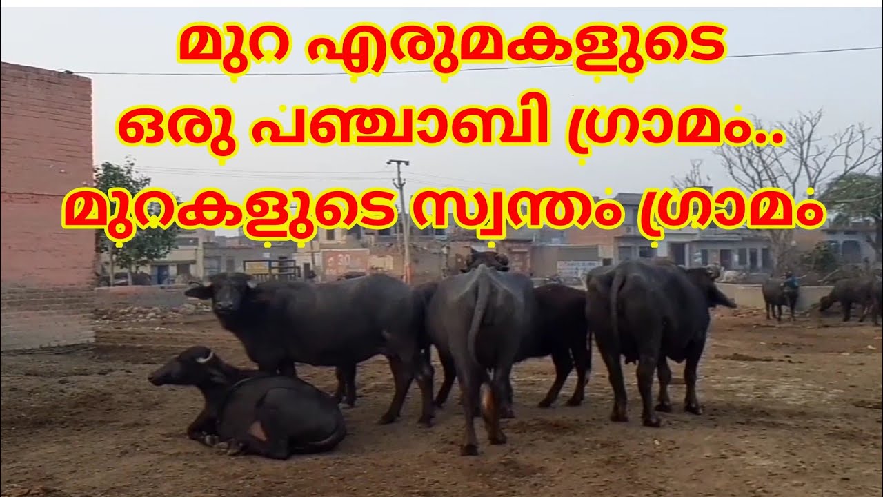 Village full of Punjabi murrah buffaloes|മുറ എരുമകളുടെ ഒരു പഞ്ചാബി ഗ്രാമം.. മുറകളുടെ സ്വന്തം ഗ്രാമം