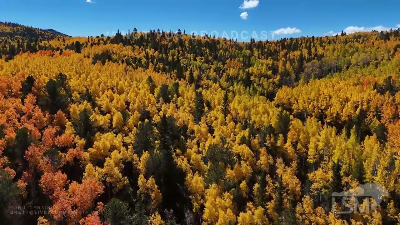 09-30-2025 Pikes Peak, Colorado  - Colorado Aspens Are On FIRE this year!   Must see fall colors!!