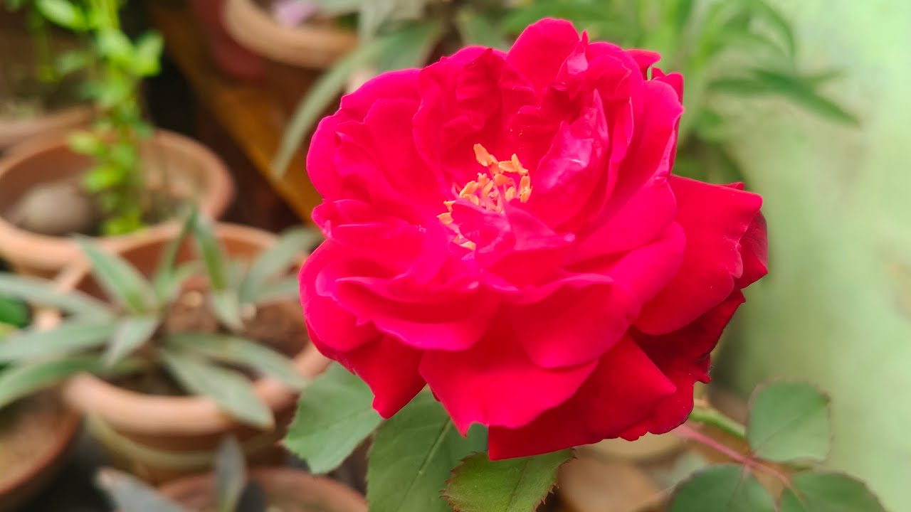 good evening my YouTube femaly 🌹 please join my live garden vlogs 🥰✅ like and subscribe
