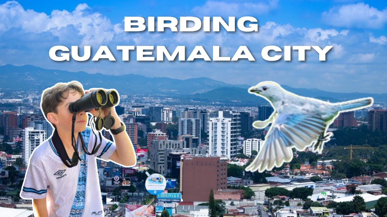Birding in Guatemala City