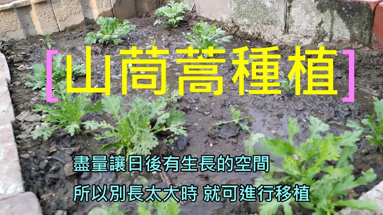 [山茼蒿種植]01 季節對了 種起來不但輕鬆 也好吃 特殊的菜味外 現炒煮湯 火鍋也都行 不知不覺 就被採收三次了 想種的 可以出手了....