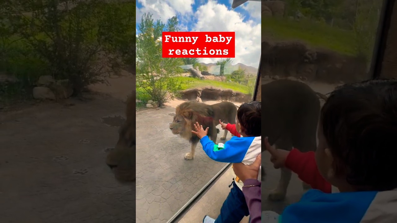 Baby Meets a Lion 🐯 | Funny & Cute Reaction | Zoo Vlog