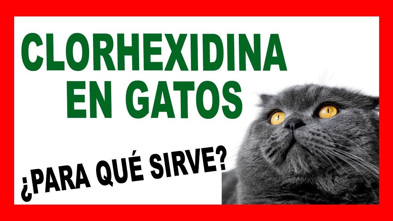 CLORHEXIDINA en GATOS: Dosis, Usos y Efectos Secundarios