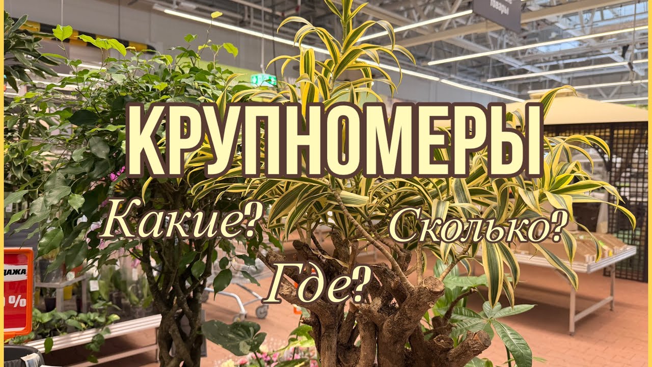 КРУПНОМЕРЫ среди комнатных РАСТЕНИЙ🌳Самые КРАСИВЫЕ и самые ДОРОГИЕ! 🌴 2026
