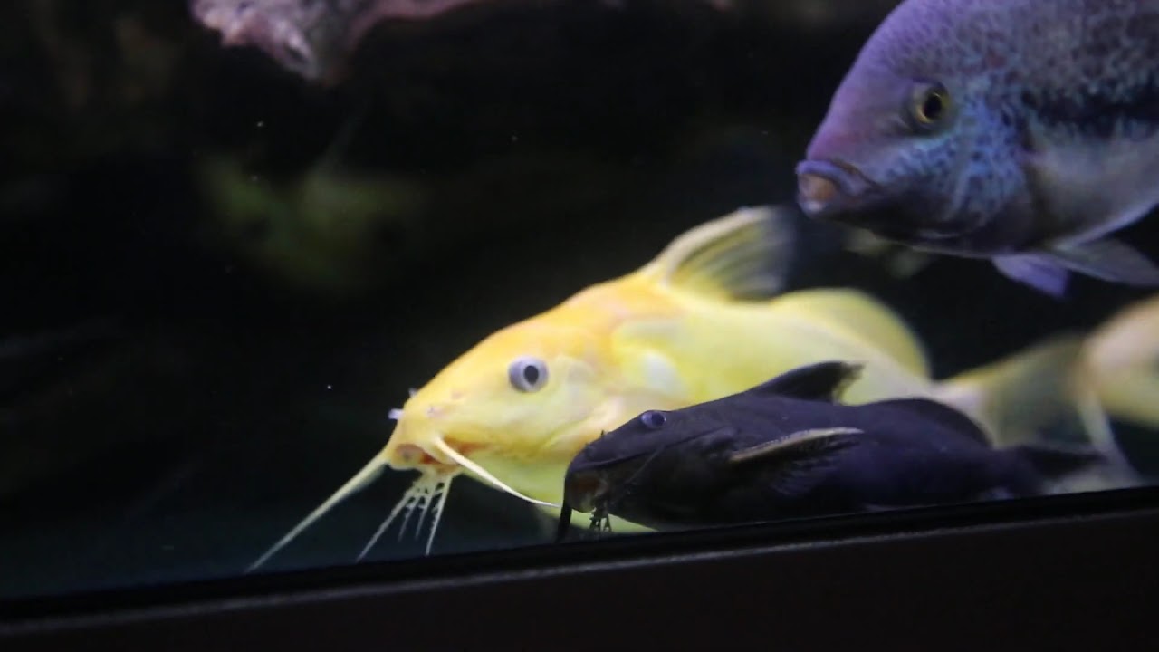 Synodontis nigrita gold, the most beautiful catfish