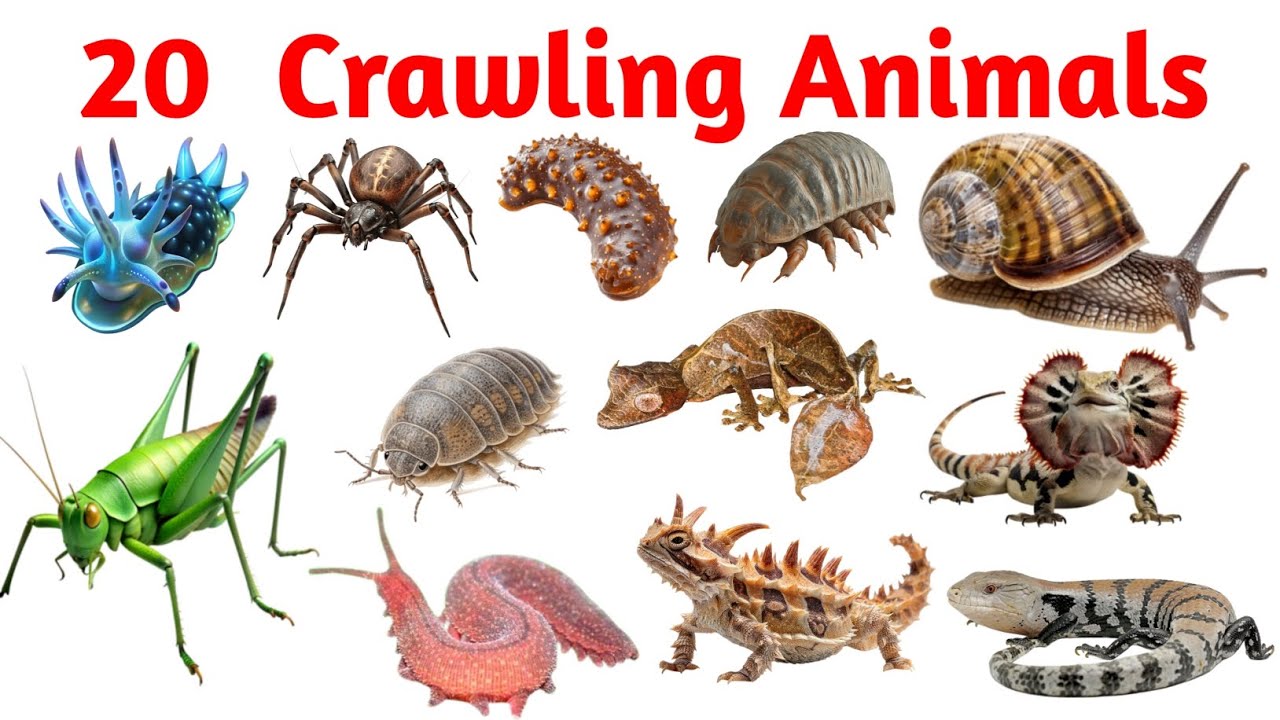 20 Crawling Animals for Kids || Hindi ine English name || रेंगने वाले जानवरों के नाम 🐌🦎