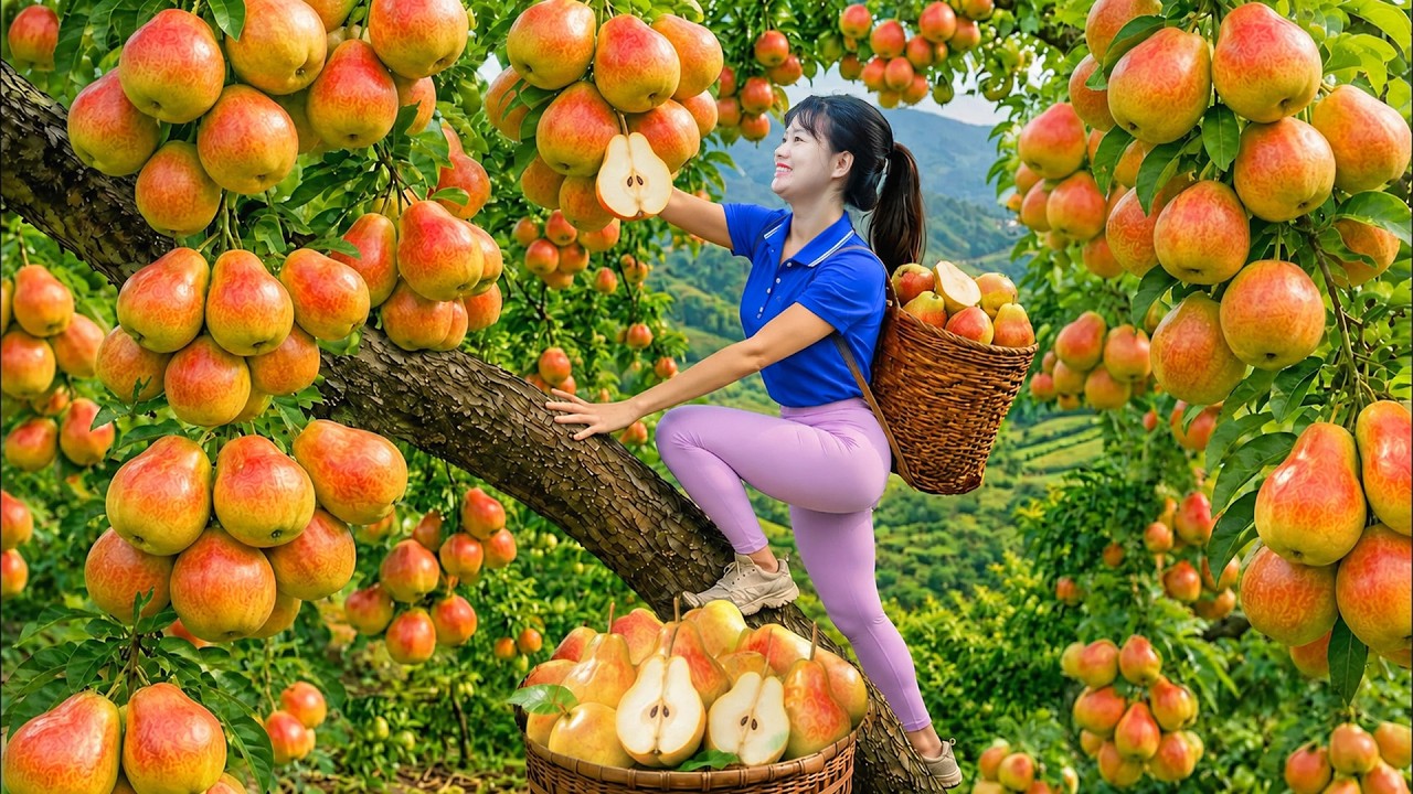 Harvesting 1000+ Golden Pears & Selling At Market | Tropical Fruits Growing Straight On Rocky Cliffs