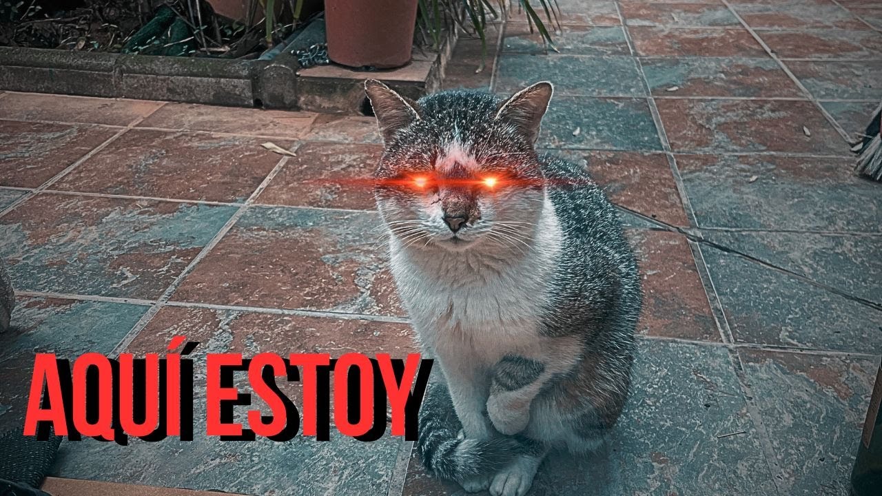 Apareció como si nada | DÚO