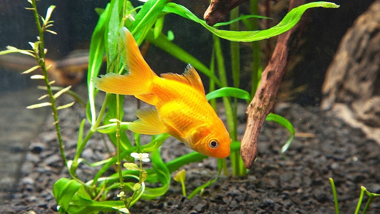 How to Clean Fish Tank Gravel | Aquarium Care