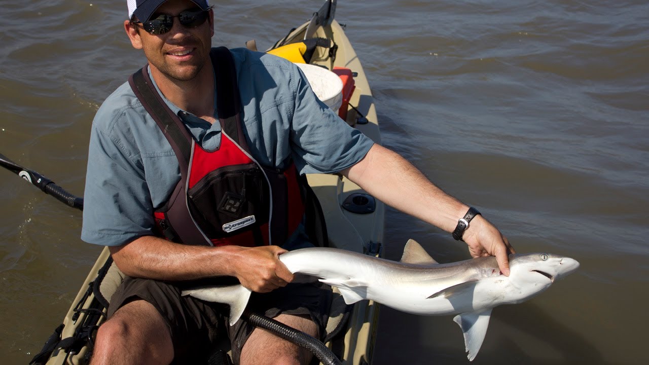 Kayak Fishing for Sharks