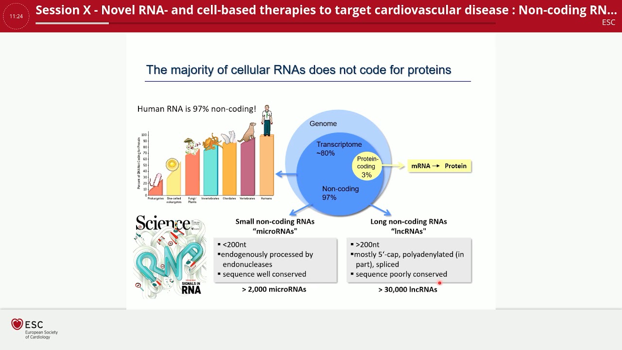 Non coding RNA targeting therapies