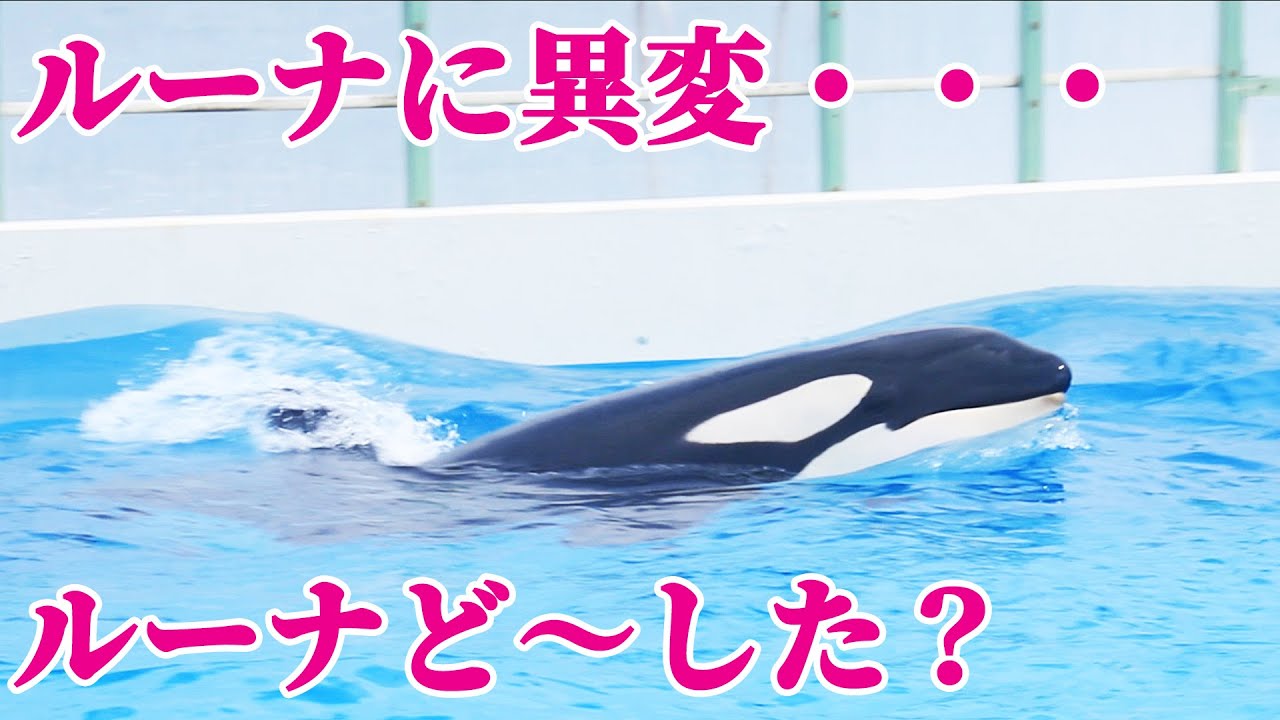 ルーナがご機嫌斜め・・・シャチショーボイコット・・・ 鴨川シーワールド シャチショー KamogawaSeaWorld  orca killerwhale