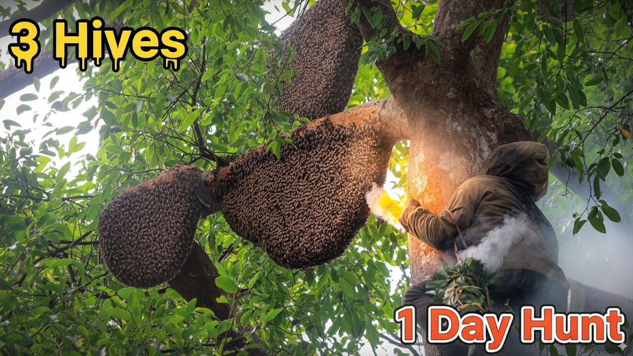 I Opened 3 Beehives… You Won’t Believe How Much Honey I Got! 🍯🐝