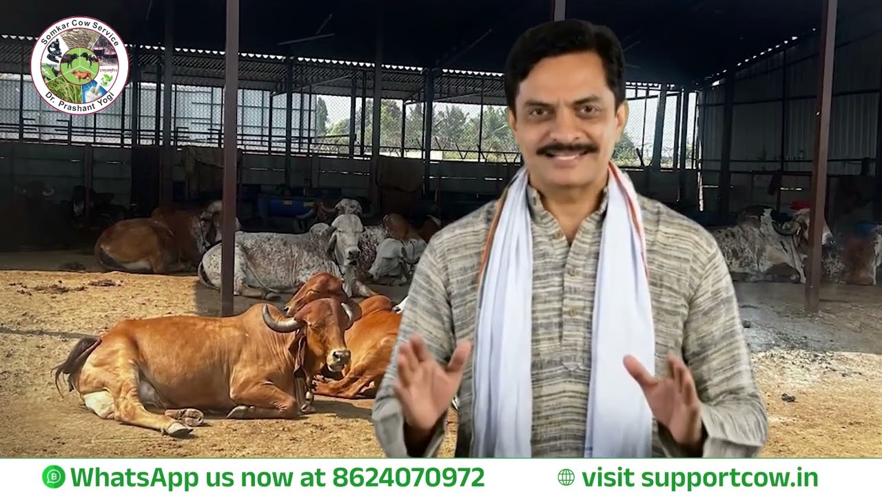 12 weeks before and 12 months after arrival of animals -essential in Dairy farming and Gaushala