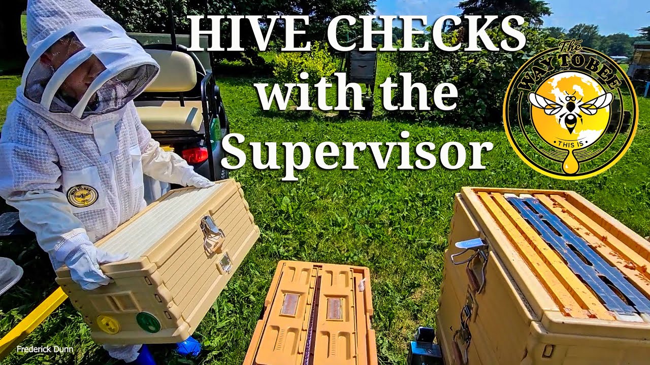 Hive Inspections with Supervisor, Apimaye 7-frame nuc, Apimaya 10-frame, Standard Langstroth, Layens