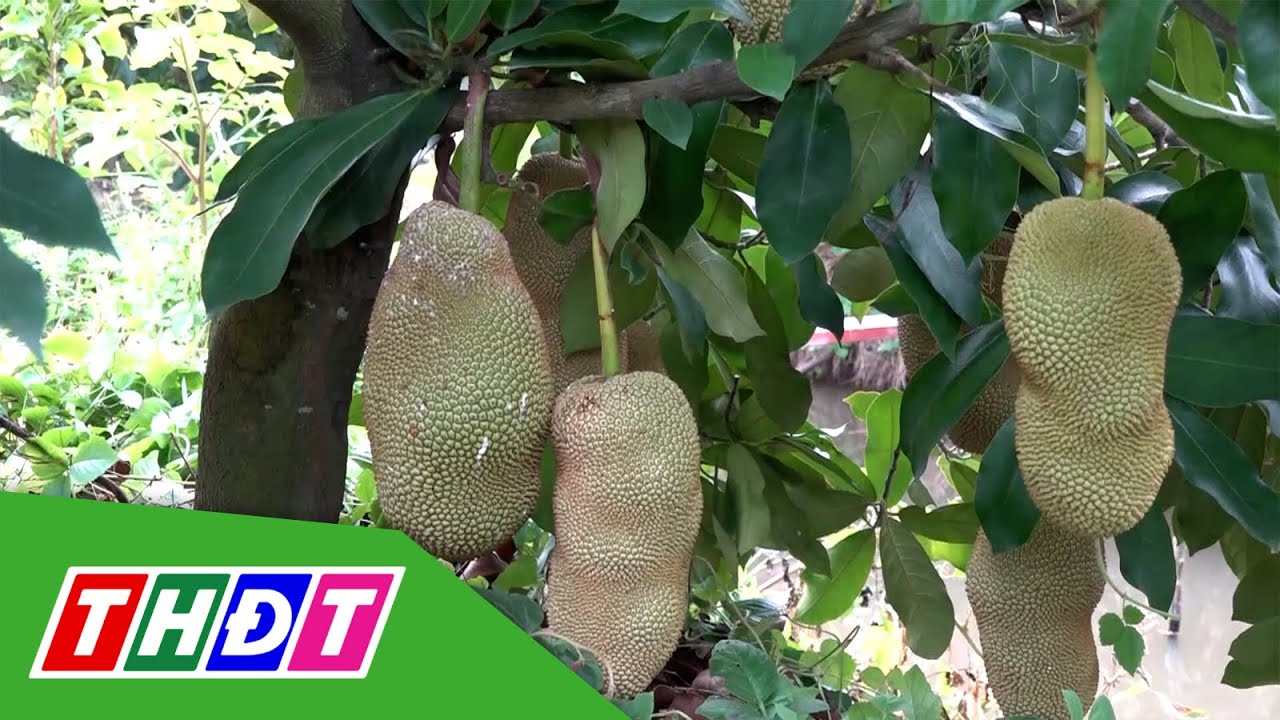 Độc lạ giống mít có hương sầu riêng | THDT