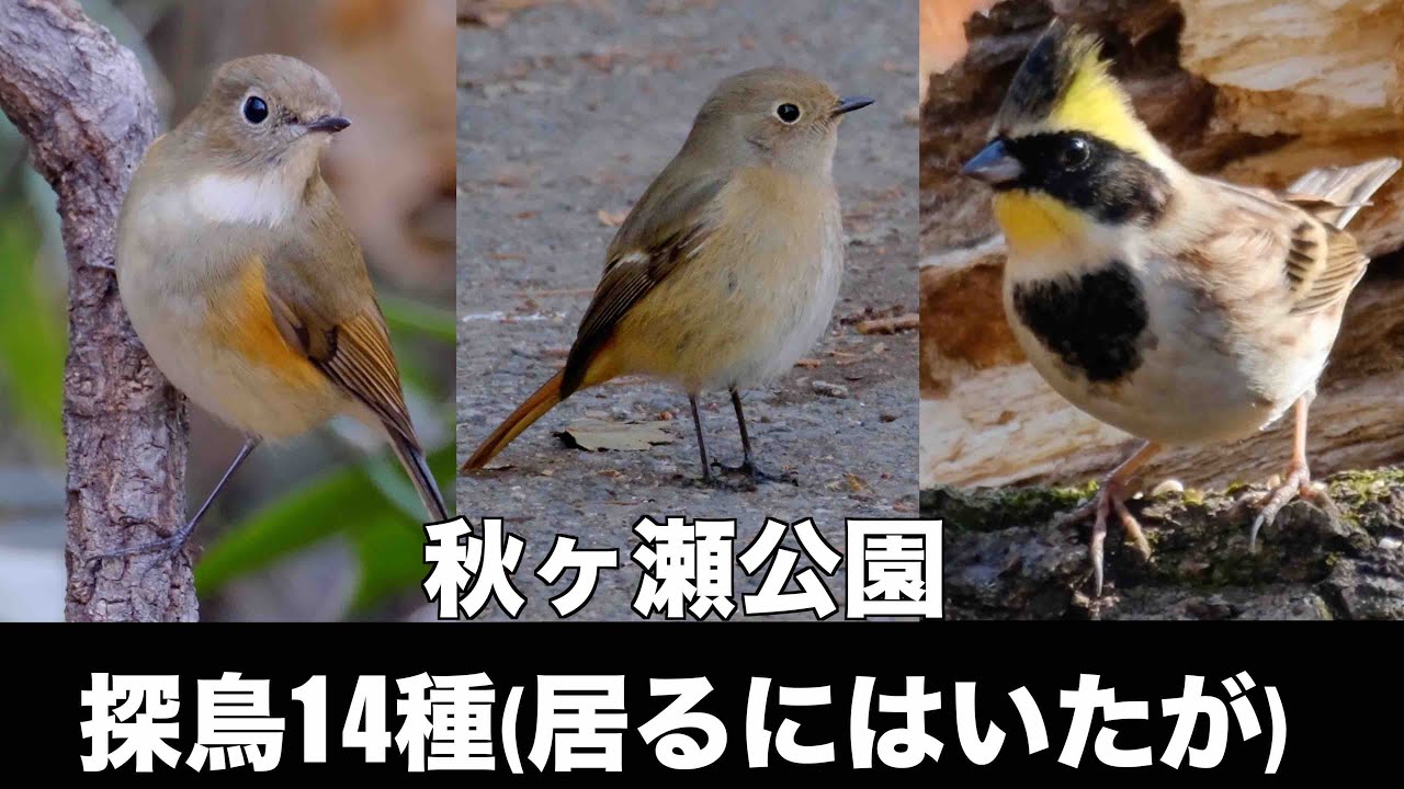 1月15日 秋ヶ瀬公園探鳥 ミヤマホオジロ居たが(なんだかなぁ)