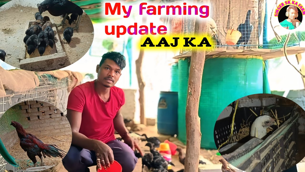 My farming update aaj ka 🐓||murgi palan||farming video #farming #murgi palan #murgi #aasil farm #sk 
