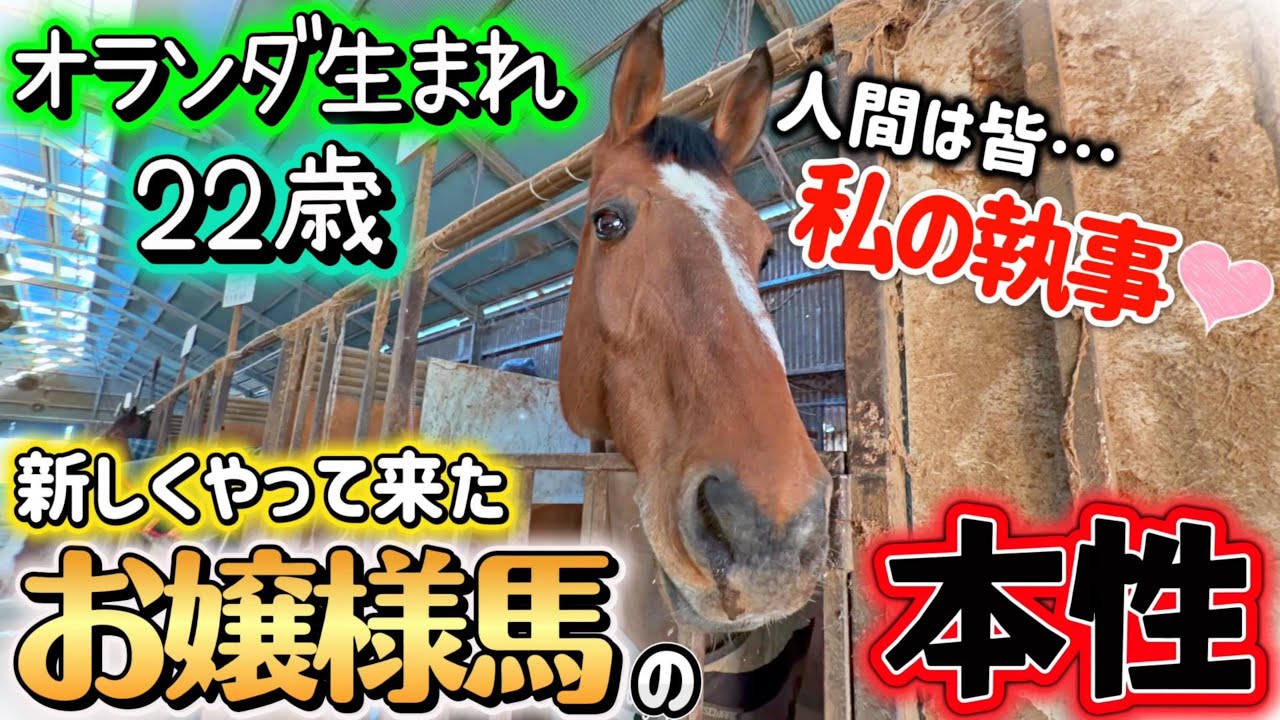 新たにクラブの仲間になった美しすぎるお嬢様馬ゼレナちゃんの意外な性格が明らかに…美人馬の隠された本性がこちらです。【ツルマルボーイ様のシモベ】