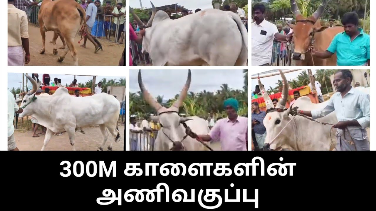 300M BULLS ON TRACK