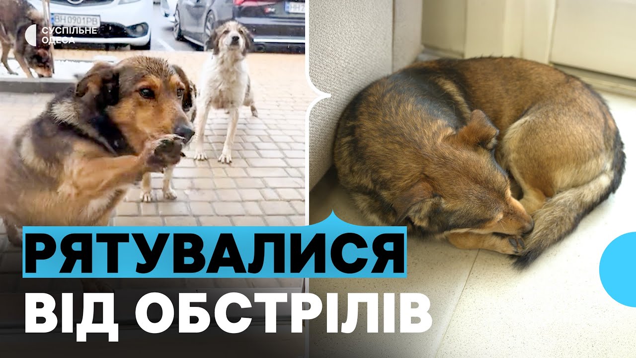 Назвав їх «Дракончиками»: в Одесі чоловік поселив зграю собак у своєму магазині