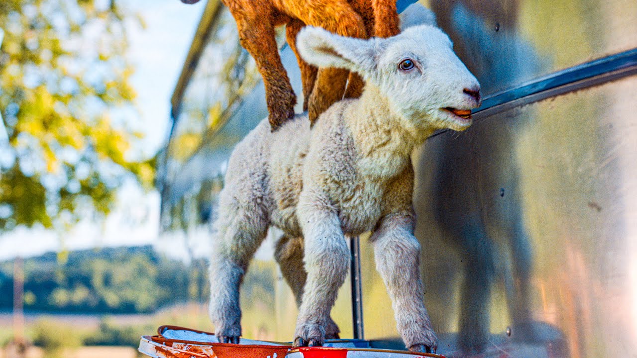 &ldquo;Each Sheep Has A Name&rdquo; - THE SHEEP DETECTIVES Movie Clip (2026) Hugh Jackman