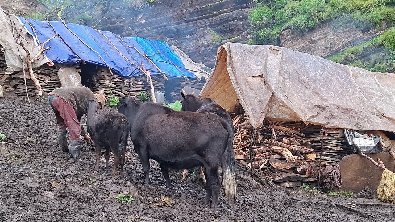 this is himalayan village life | organic village | yak milk washing | video documentary ||